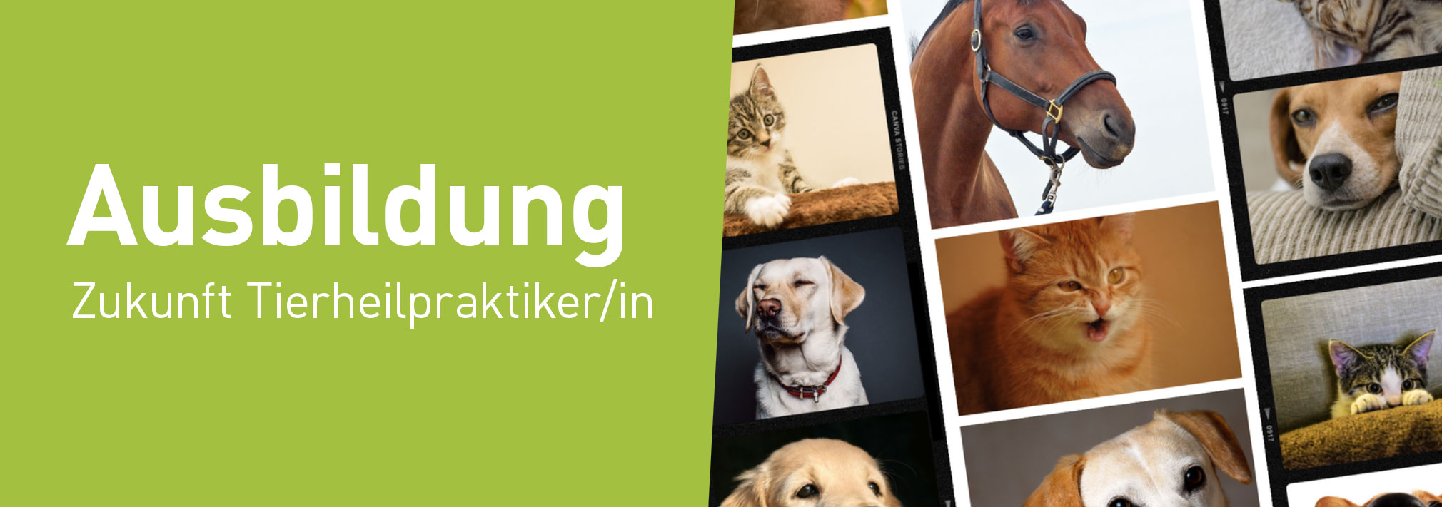 VETogether Ausbildung Tierheilpraktiker/in